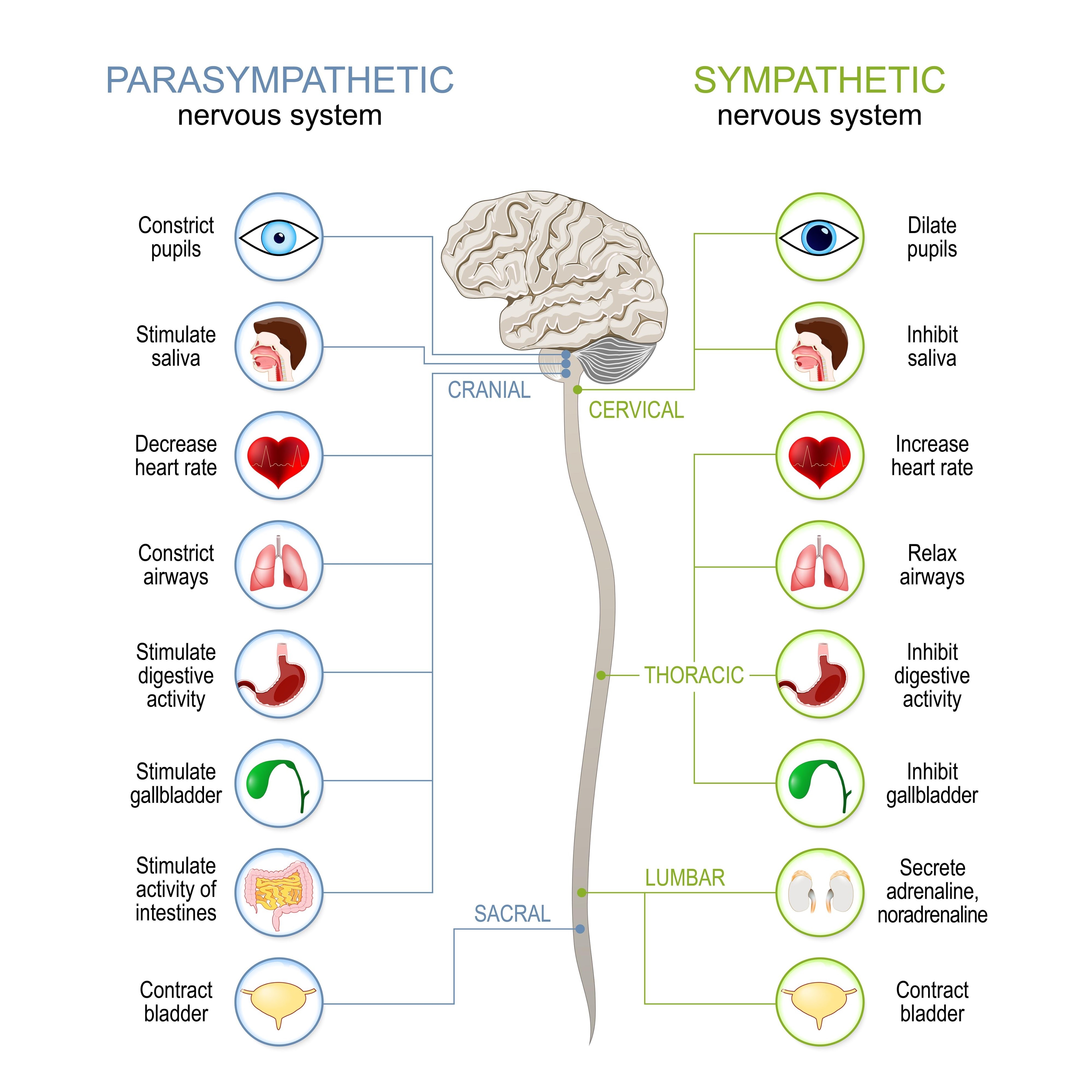 ANd9GcRKXxGT8RsAa7u_7IaYS5UP3STB.jpgImage of autonomic nervous system parasympathetic vs sympathetic divisions